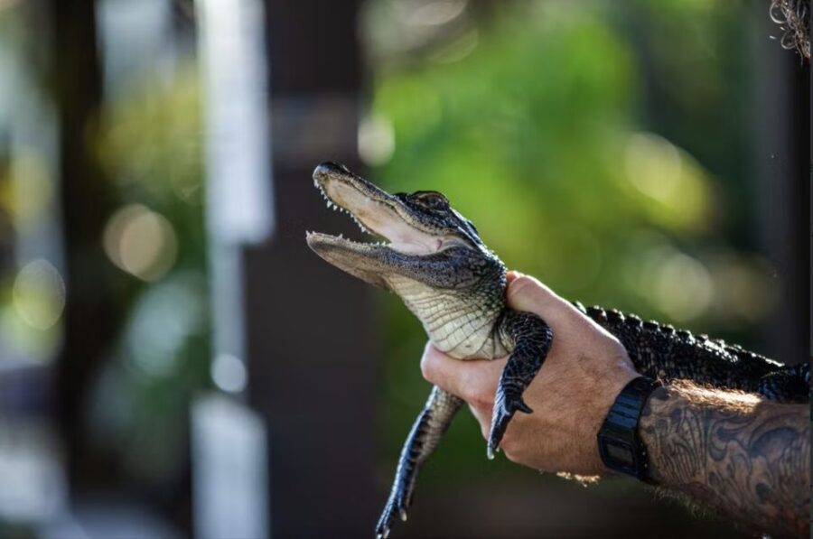 Everglades: Sawgrass Park Reptile Exhibit Private Tour - A Closer Look at the Reptile Exhibit Tour
