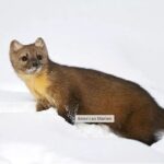 Everline Resort Explorer: Self Guided Olympic Valley Stroll - Exploring the Details of the Everline Resort Explorer