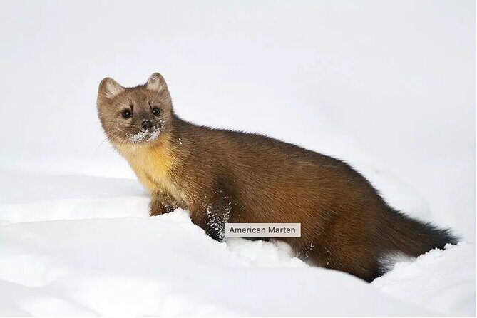 Everline Resort Explorer: Self Guided Olympic Valley Stroll - Exploring the Details of the Everline Resort Explorer