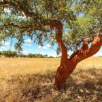 Evora Private Full Day Tour from Lisbon - Who Will Love This Tour?