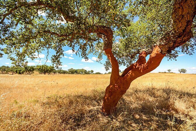 Evora Private Full Day Tour from Lisbon - Who Will Love This Tour?