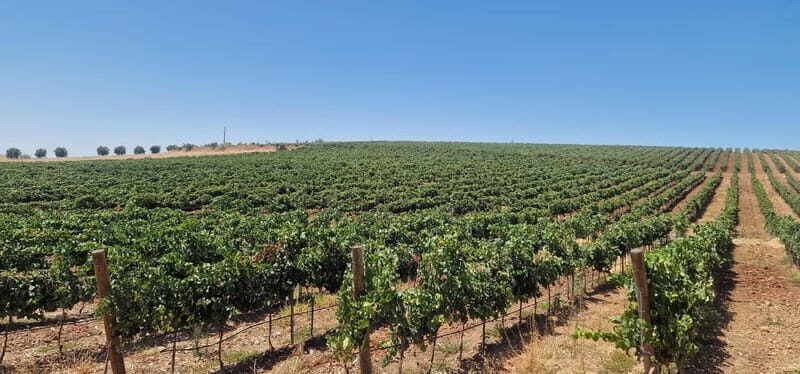 Évora & Wines: A Taste of Authentic Alentejo - A Detailed Look at the Évora & Wines Tour