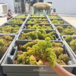 Exclusive 5-wine tasting - A Closer Look at the Experience