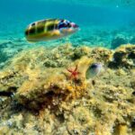 Exclusive boat tour max 9 people tropea capo vatican - Who is This Tour Best Suited For?