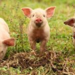 Exclusive Farm Experience - FAQ