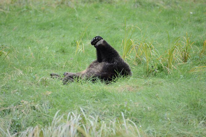 Exclusive Locations Private Bear Viewing - Analyzing the Value and Suitability