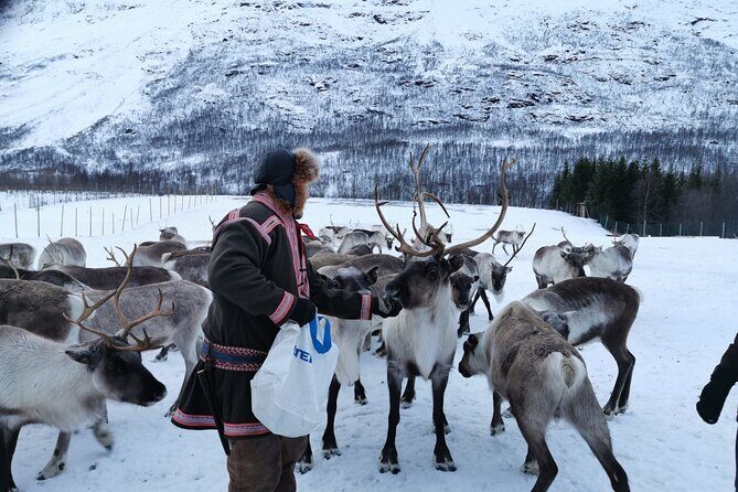 Exclusive Reindeers Experience in small groups, Tromso - Detailed Itinerary and Experience Breakdown
