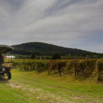 Exclusive Suvereto tour from Florence: Land of Elisa Bonaparte - Why This Tour Delivers Great Value