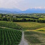 Exclusive Tour of the Vineyards with Visit to the Cellar! - Practical Details for Travelers