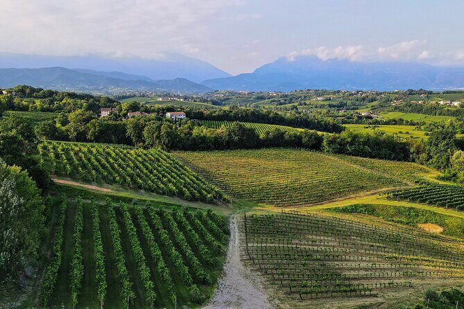 Exclusive Tour of the Vineyards with Visit to the Cellar! - Practical Details for Travelers