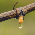 Exclusive Tuscan Pinot Noir, Land of Medici Family - Exploring the Tour in Detail
