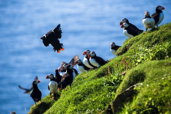 Exclusive Westman Islands Adventure - A Private Day Tour - Transportation and Comfort