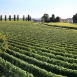 Exclusive Wine Experience: Venetian Best Vineyards - Final Thoughts