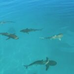 Excursion The Blue Lagoon and Reef Island - Final Thoughts on Value and Experience