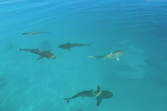 Excursion The Blue Lagoon and Reef Island - Final Thoughts on Value and Experience