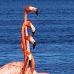 Excursion to Celestun Biosphere and Beach Day from Merida - How the tour operates