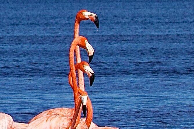 Excursion to Celestun Biosphere and Beach Day from Merida - How the tour operates