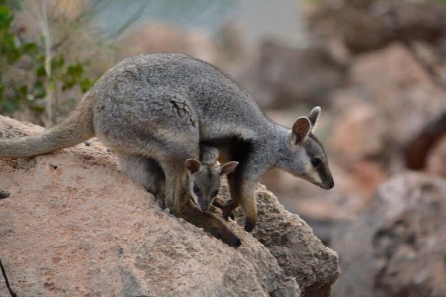 Exmouth: Full day Ningaloo in a Day tour