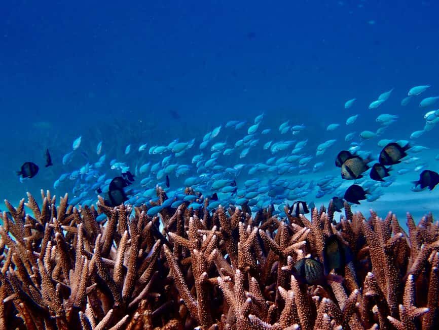 Exmouth: Guided Ningaloo Reef Snorkel Adventure - Why It Offers Great Value