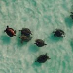 Exmouth: Summer Sunset Turtle Watching and Stargazing Tour - FAQs