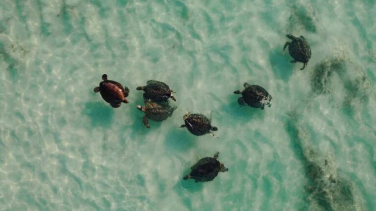 Exmouth: Summer Sunset Turtle Watching and Stargazing Tour - FAQs