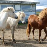 Experience Countryside of Iceland by Horseback Riding - Who Would Enjoy This Tour?