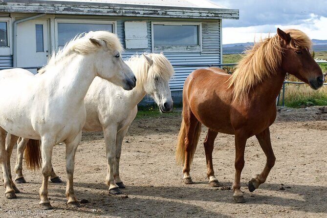 Experience Countryside of Iceland by Horseback Riding - Who Would Enjoy This Tour?