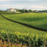 Experience Emilian Wines at Bologna Vineyard Vista - Who Is This Tour Perfect For?