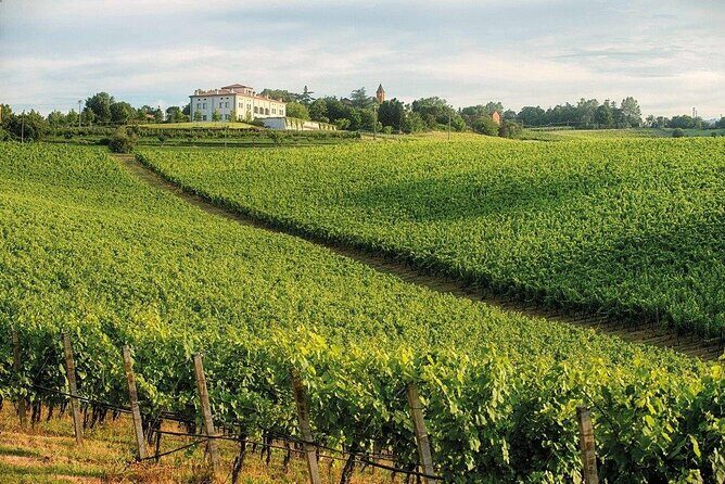 Experience Emilian Wines at Bologna Vineyard Vista - Who Is This Tour Perfect For?