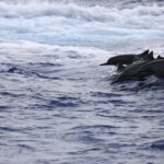 Experience Guam Dolphin Cruise - Final Thoughts