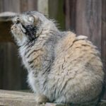 Experience Reindeer Farm and Ranua Wildlife Park in Rovaniemi - FAQ