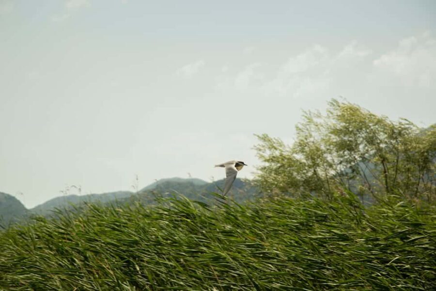 Experience Skadar Lake in 1h! - The Experience Itself