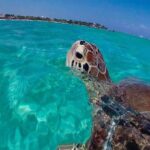Experience swimming with turtles and explore the ruins of Tulum. Lunch included. - FAQ