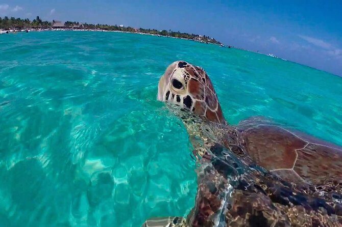 Experience swimming with turtles and explore the ruins of Tulum. Lunch included. - FAQ