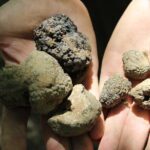 Experience Tuscan Truffle Hunting with Wine and Lunch - Exploring the Heart of Tuscany: What to Expect from the Tour