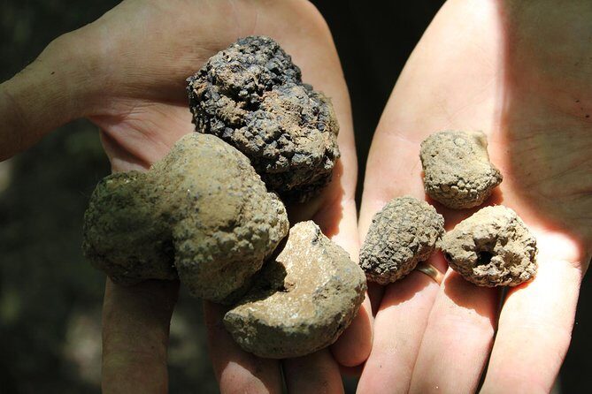 Experience Tuscan Truffle Hunting with Wine and Lunch - Exploring the Heart of Tuscany: What to Expect from the Tour