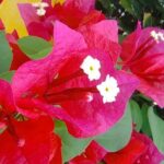 Expert Guided: Chichen Itza Tour with Early Access - FAQs