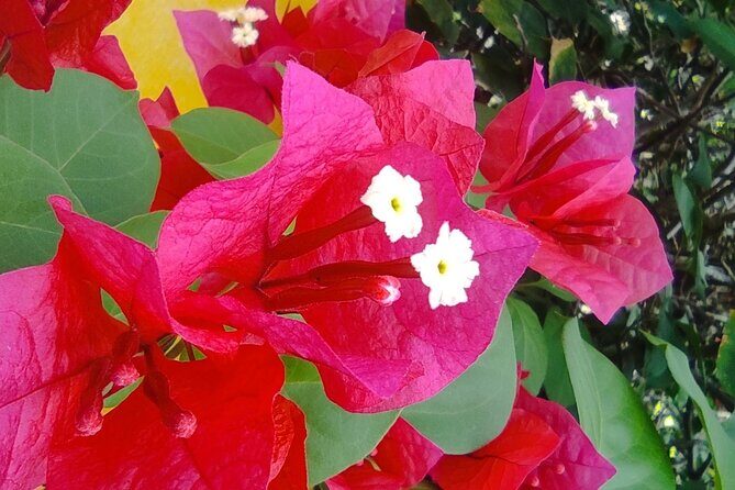 Expert Guided: Chichen Itza Tour with Early Access - FAQs