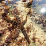 Explore San Diego Tide Pools with a Marine Biologist - Who Should Consider This Tour?