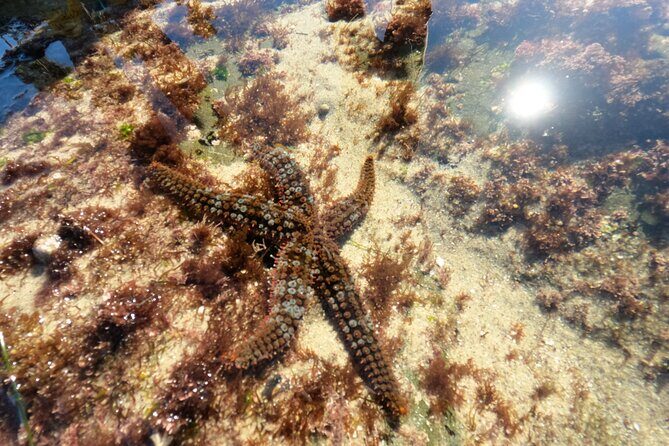 Explore San Diego Tide Pools with a Marine Biologist - Who Should Consider This Tour?