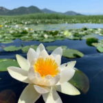 Explore Skadar Lake: Exclusive Guided Boat Falcon Tour! - What Makes This Tour Stand Out?