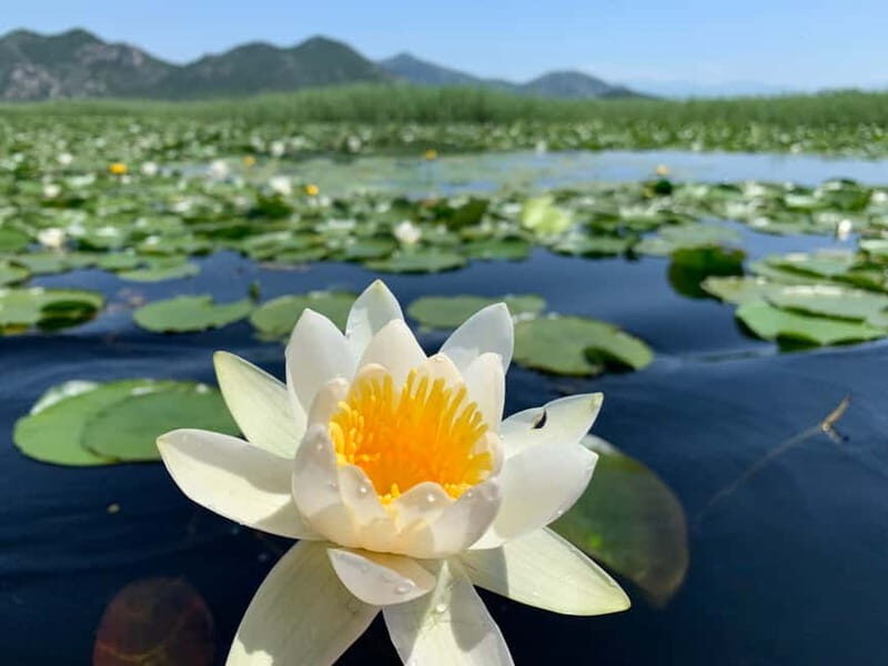 Explore Skadar Lake: Exclusive Guided Boat Falcon Tour! - What Makes This Tour Stand Out?