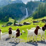 Explore Swiss Villages: Interlaken-Grindelwald(Private Tour) - An In-Depth Look at the Experience