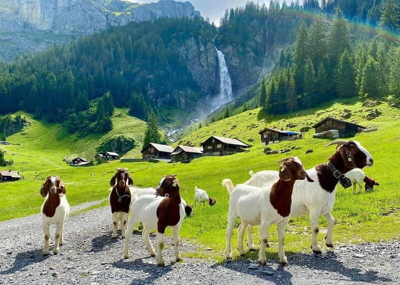 Explore Swiss Villages: Interlaken-Grindelwald(Private Tour) - An In-Depth Look at the Experience
