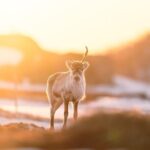 Explore the Norwegian Fjords and the Wildlife From Abisko - Who Should Consider This Tour?