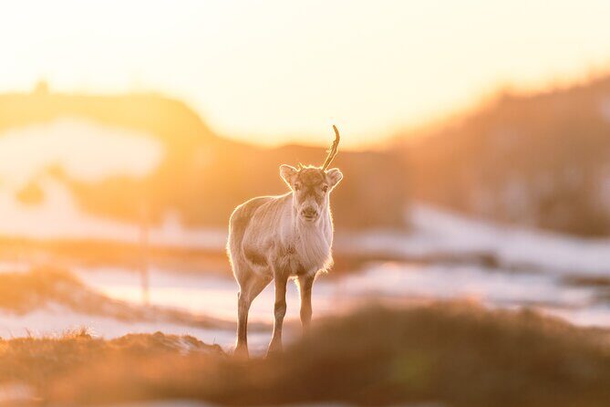 Explore the Norwegian Fjords and the Wildlife From Abisko - Who Should Consider This Tour?