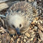 Explore Wildlife and Richmond Heritage Tour - An In-Depth Review of the Wildlife and Heritage Tour