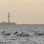Exploring the Magic of the Danube Delta through photo lenses - An In-Depth Look at the Danube Delta Photo Tour