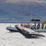 Eye-Level Whale or Dolphin Watching Eco-Raft Tour from Lahaina - Who Will Love This Tour?