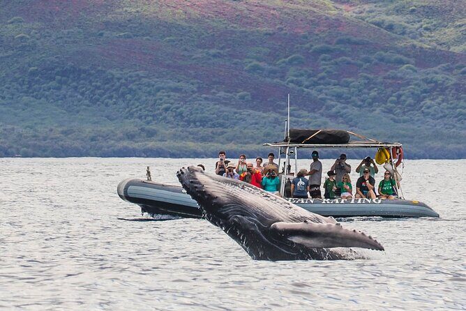 Eye-Level Whale or Dolphin Watching Eco-Raft Tour from Lahaina - Who Will Love This Tour?